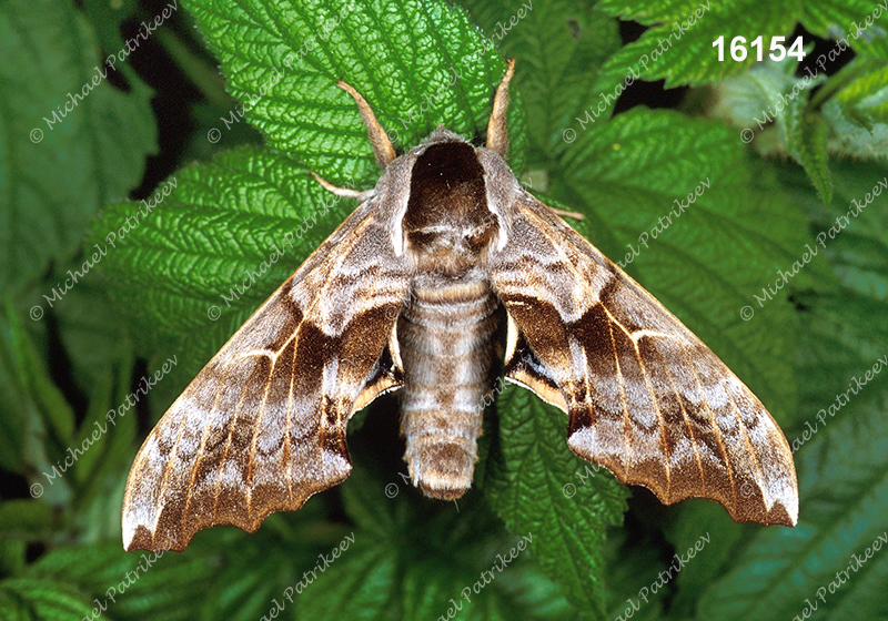 One-eyed Sphinx (Smerinthus cerisyi)